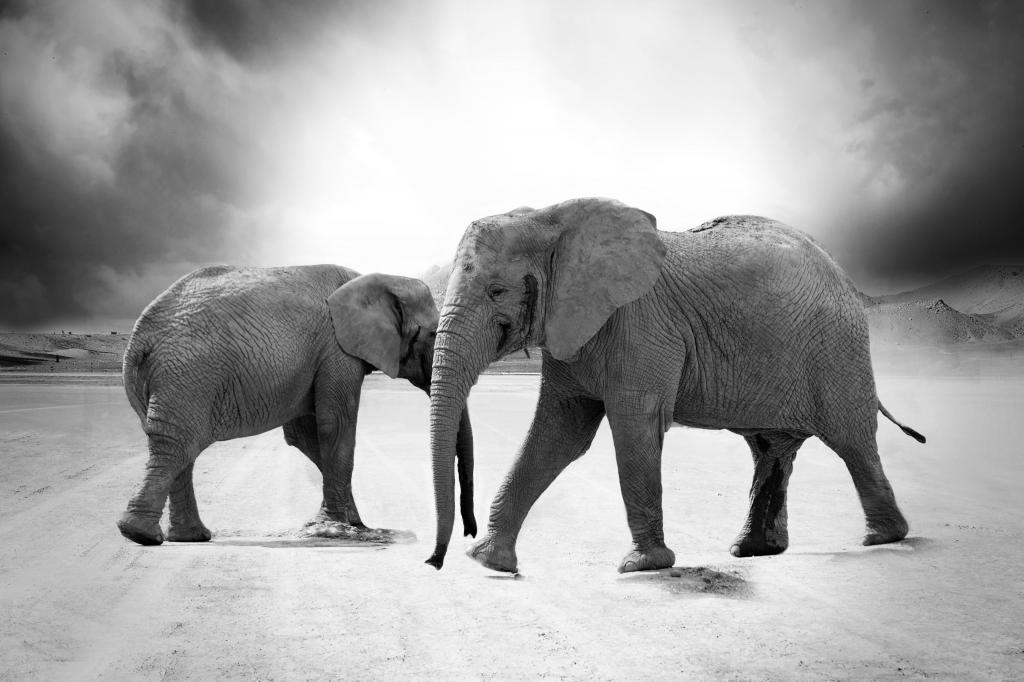 大象高清壁纸灰度摄影