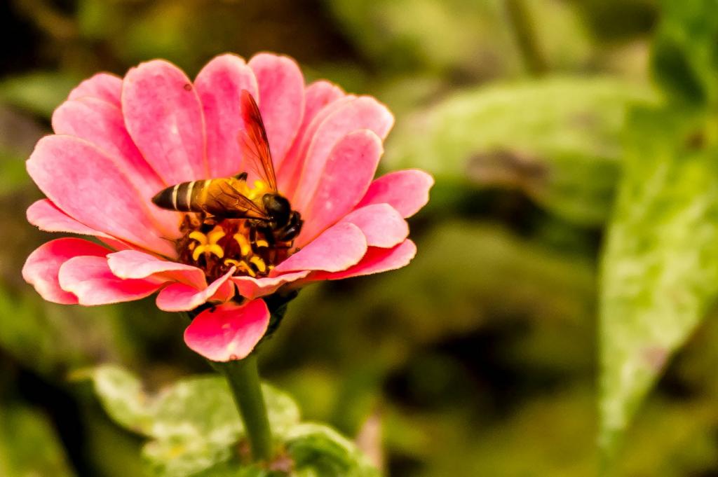 粉红色的花朵,蜜蜂高清壁纸