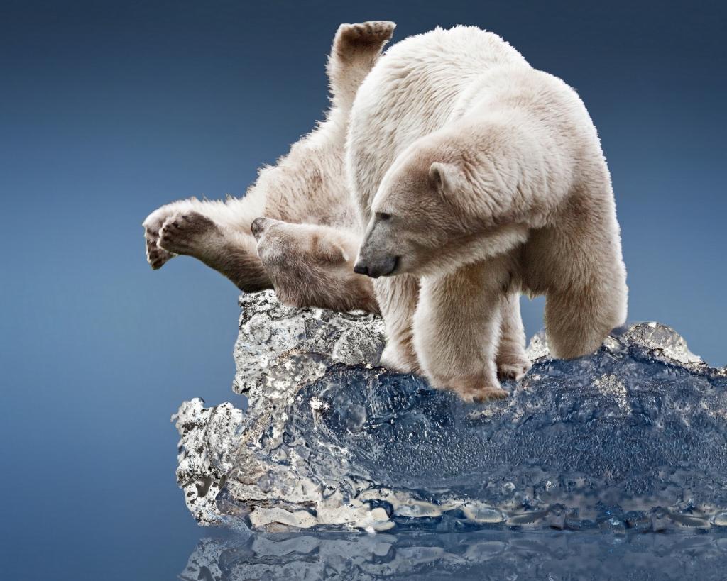 北极熊,冰,浮冰