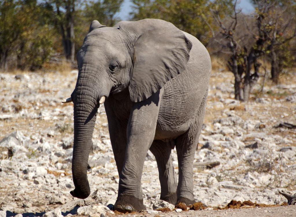 灰色的大象在白天,纳米比亚高清壁纸