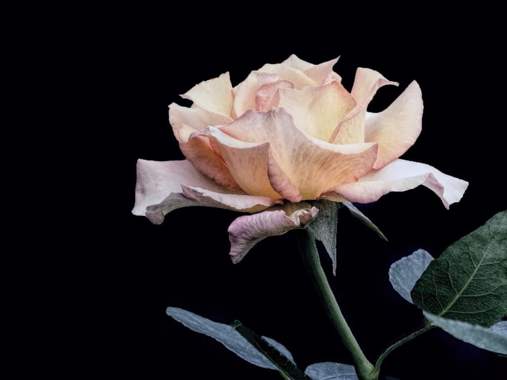 粉红色的玫瑰高清壁纸的特写摄影