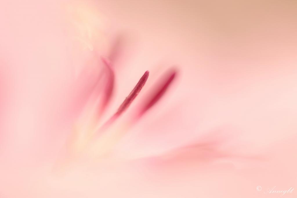 粉红色的花朵特写照片高清壁纸