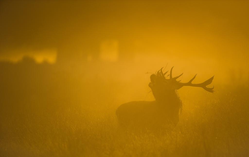鹿,大自然,雾