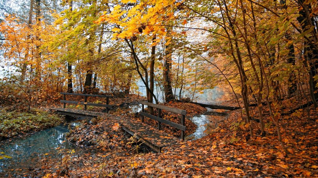 桥,大自然,雾,池塘,黄叶,秋天
