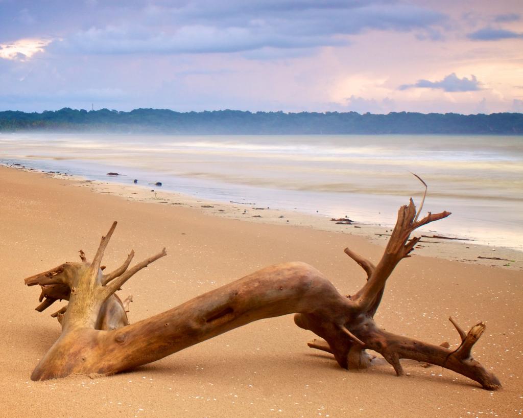 brown driftwood near beach during daytime, trinidad & tobago HD wallpaper
