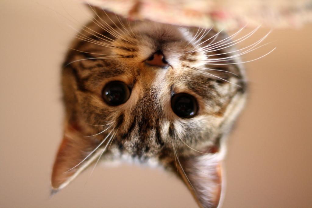 棕色虎斑小猫在倾斜移位摄影高清壁纸