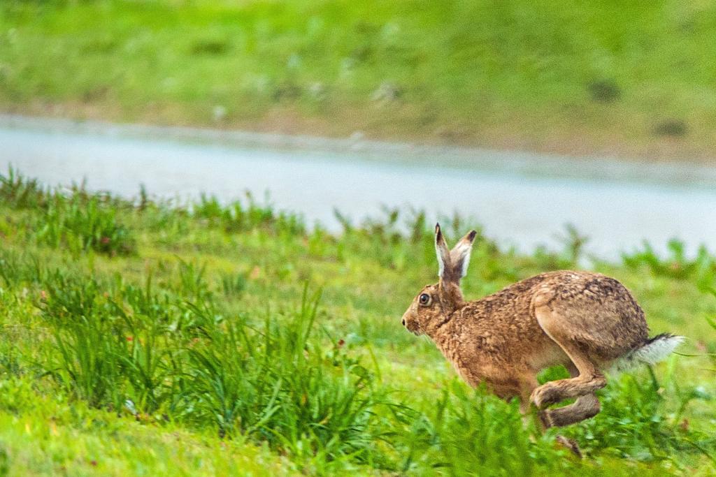 棕色的兔子,白天在绿色的草地上运行,格洛斯特郡高清壁纸