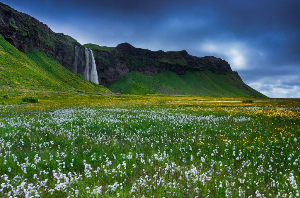 冰岛,岩石,鲜花,草,瀑布