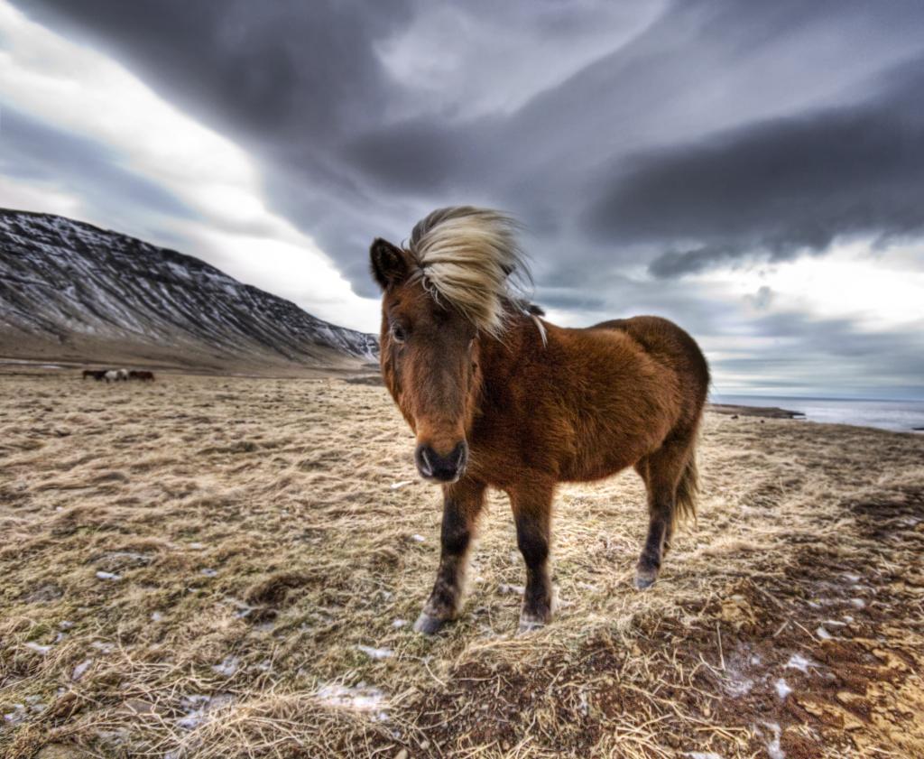 匹棕色的马站在干草在多云的天气,冰岛高清壁纸