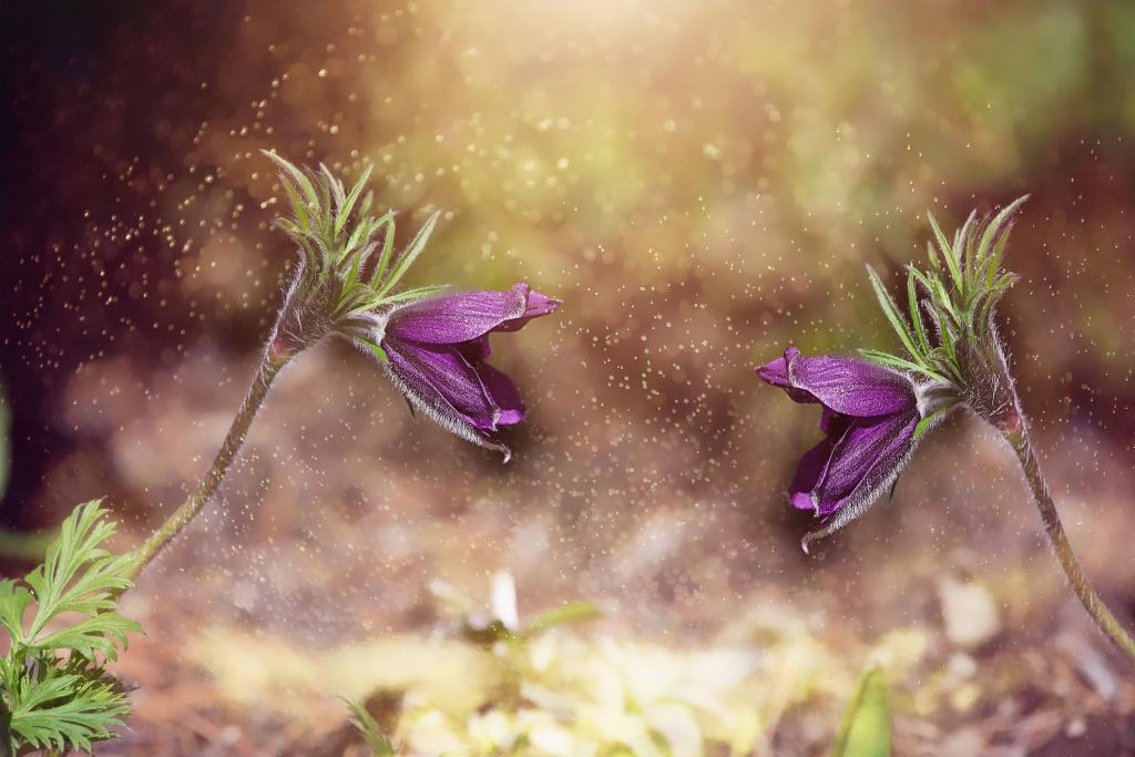 微型摄影紫色的花朵高清壁纸