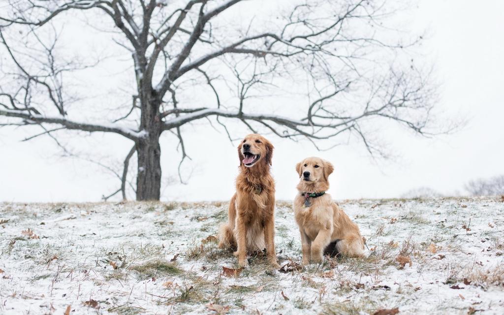 雪,田地,狗