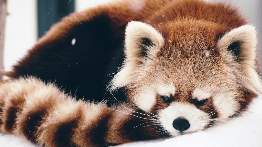 火狐,睡觉,红熊猫