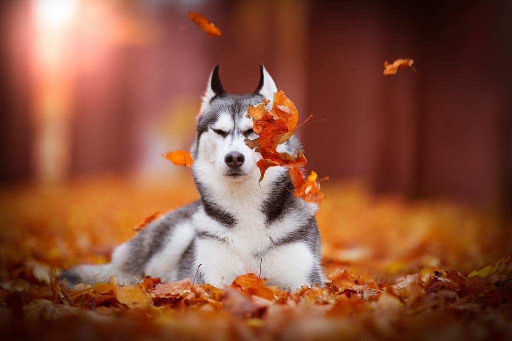 散景,狗,秋,西伯利亚雪橇犬,叶子