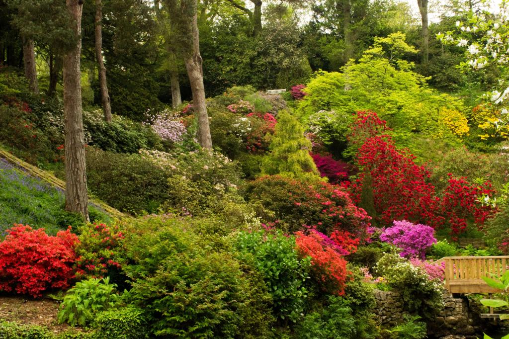 壁纸鲜花,公园,花园,树木,灌木丛,杜鹃花,英国,Bodnant花园威尔士