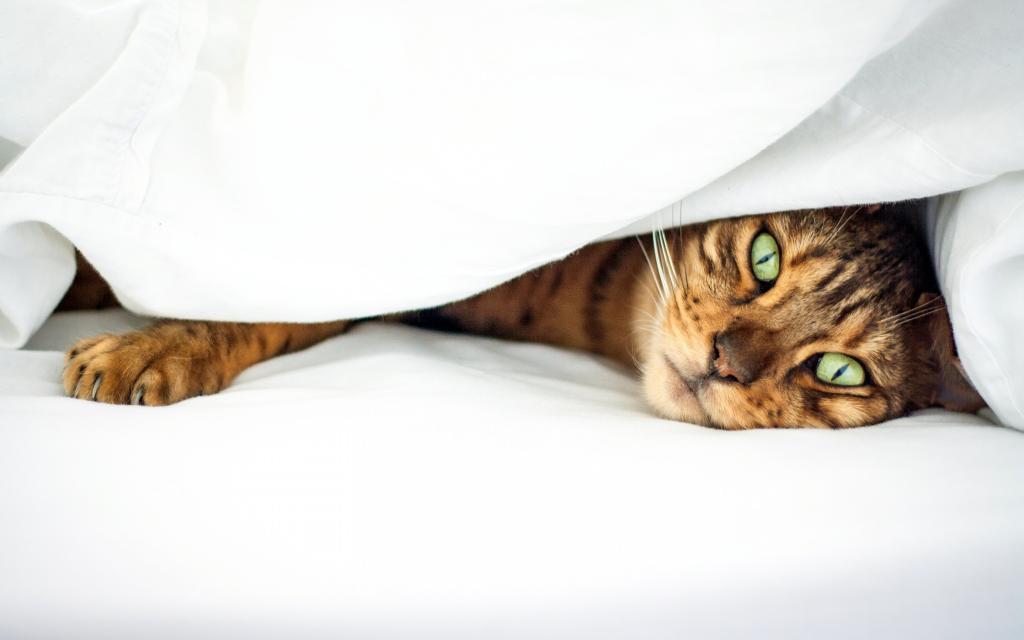 猫,床,条纹,绿色,眼睛,猫