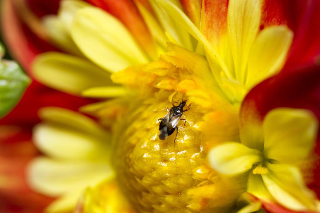 栖息在微距摄影高清壁纸黄色群花上的棕色盾虫