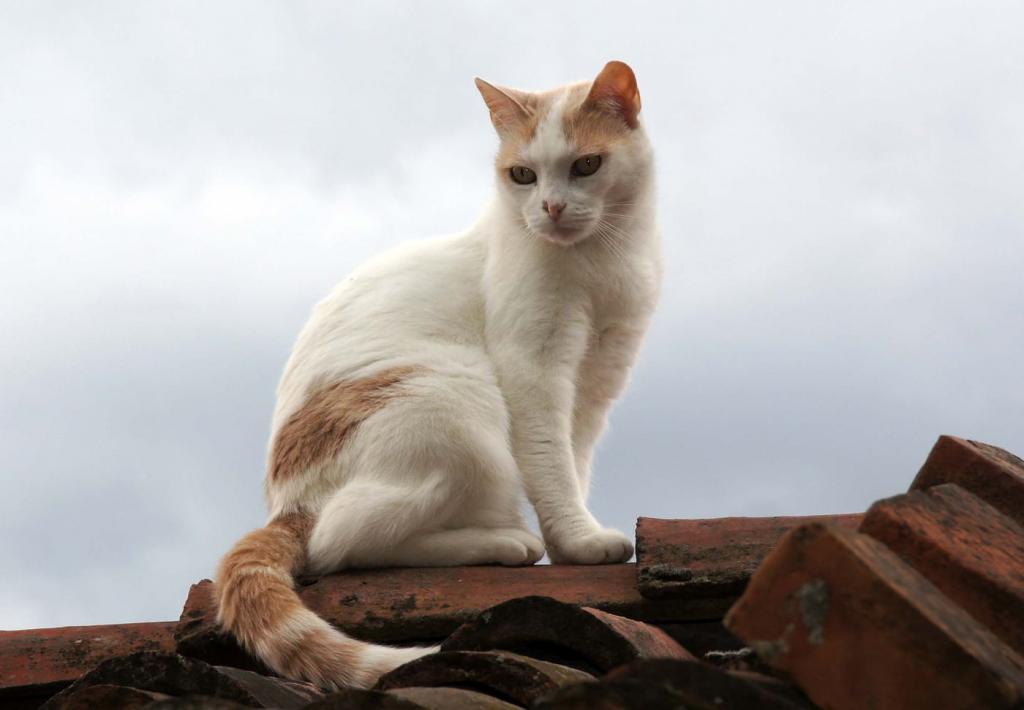 在白天短毛皮橙色和白色的猫,verduno,piemont高清壁纸