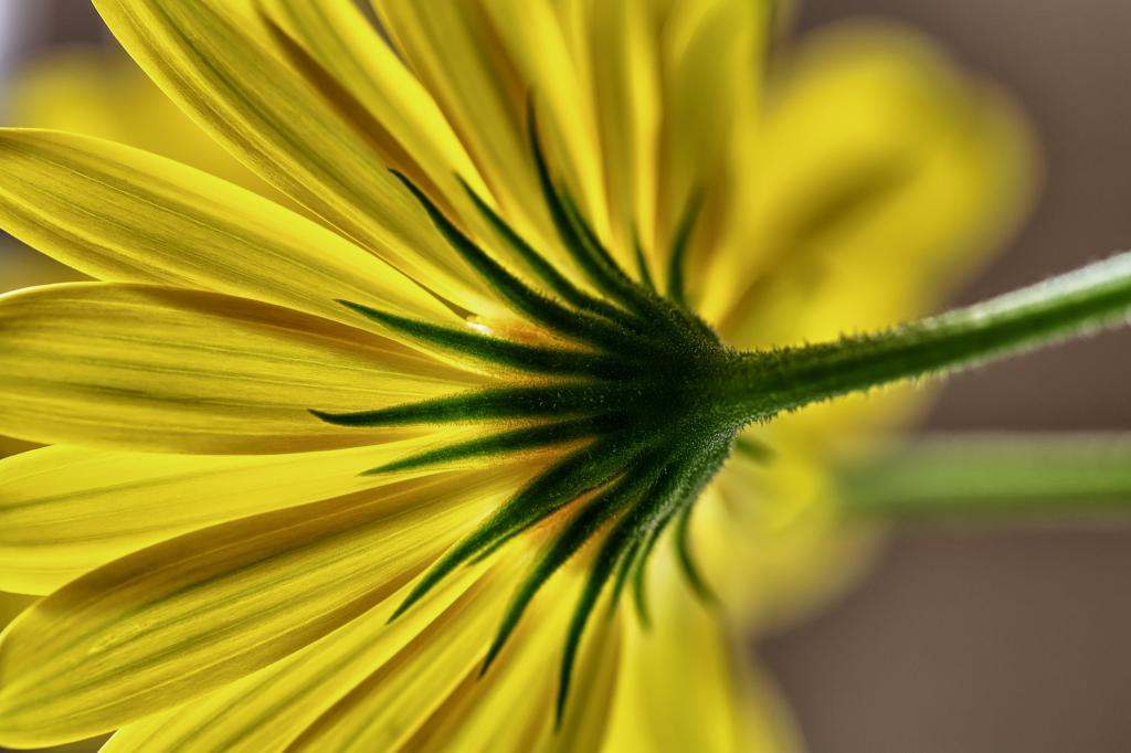 黄菊花选择性焦点摄影高清壁纸