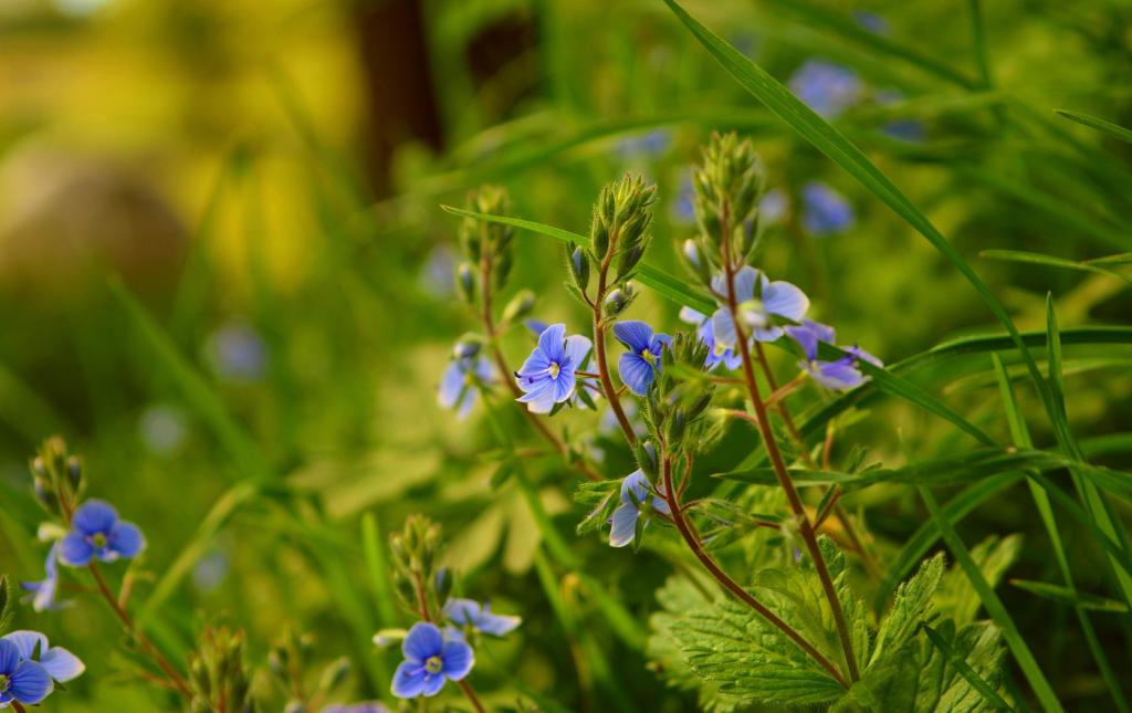 性质,春天,维罗妮卡Dubravnaya,蓝色的花,蓝色的花,春天,性质