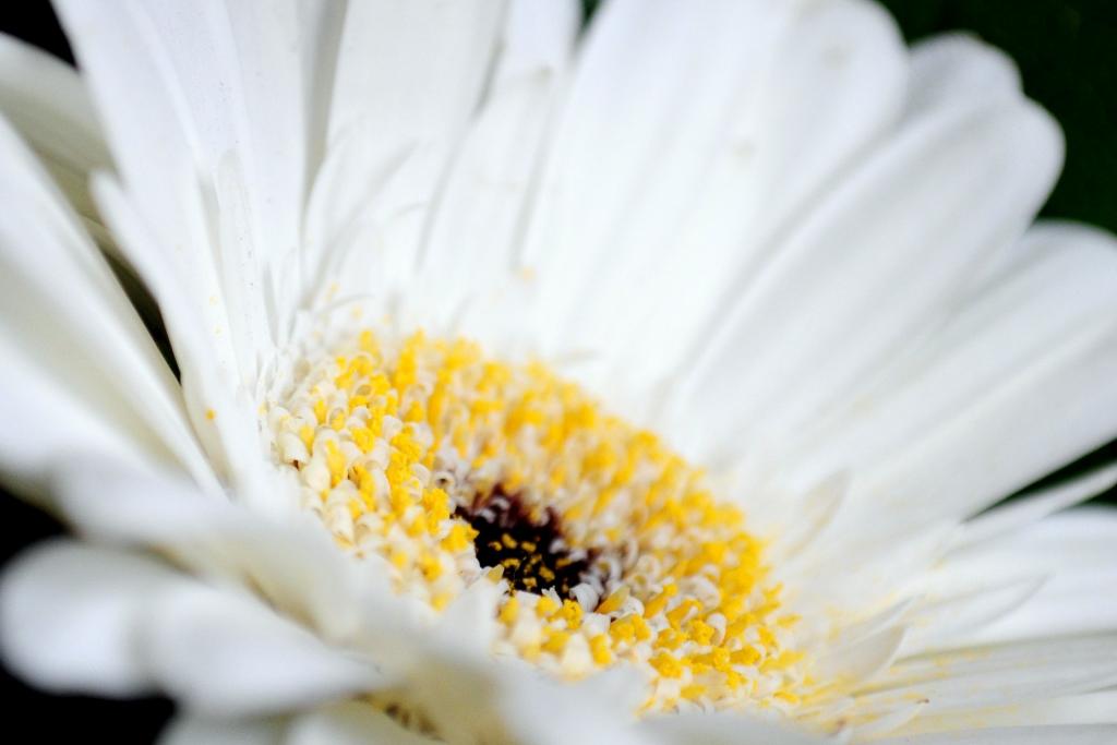 宏观摄影的白色雏菊花高清壁纸