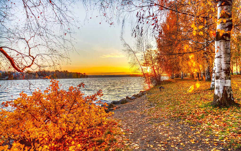 湖,性质,树,日落,秋,景观,叶子