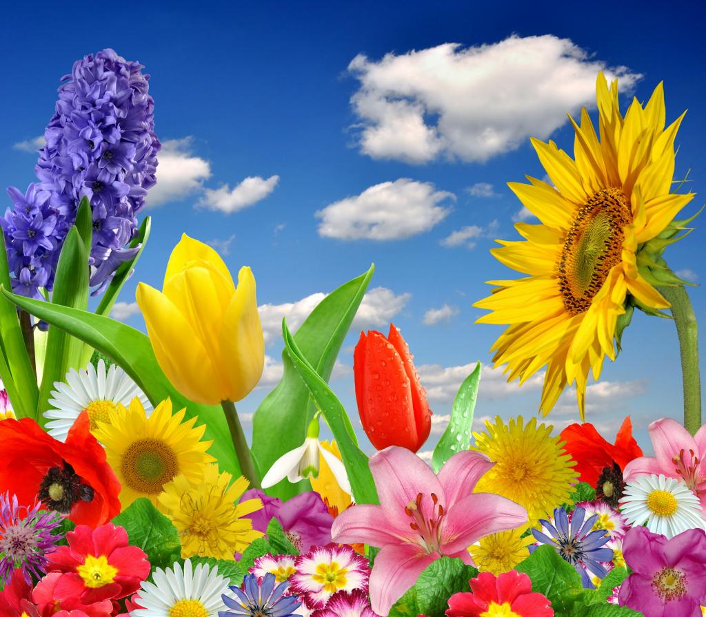 鲜花,春天,明亮,开花,蝴蝶,多彩,开花,春天