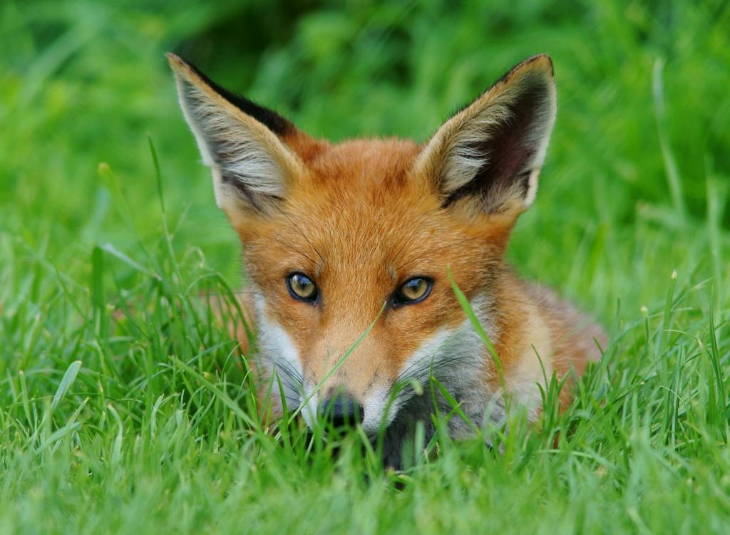 躺在绿草上的红狐狸在白天,幼崽高清壁纸
