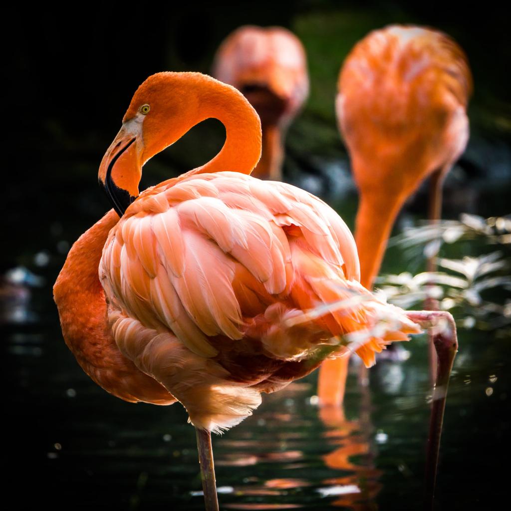 粉红色的火烈鸟高清壁纸的选择性焦点摄影