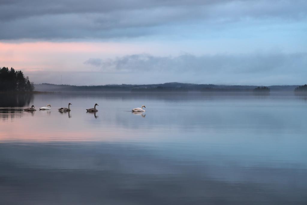三个黑色和两个白色的天鹅高清壁纸湖的风景摄影