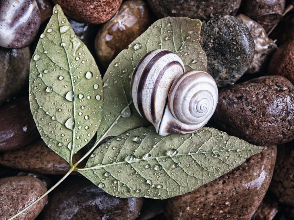 灰色和棕色的蜗牛在绿色的树叶上的心形状的照片高清壁纸