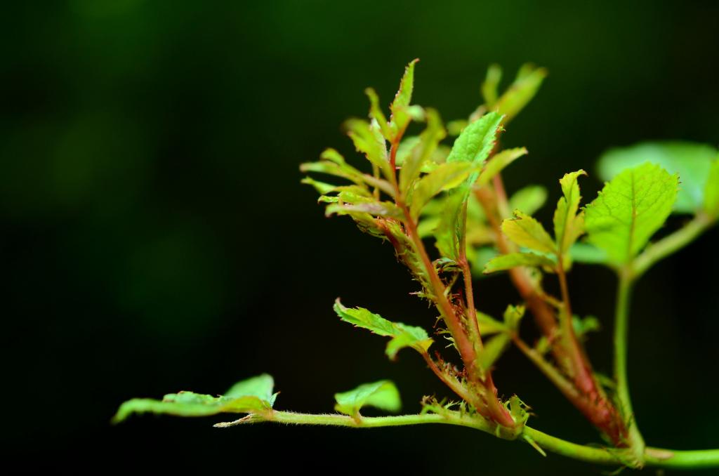 绿色的植物微距摄影高清壁纸
