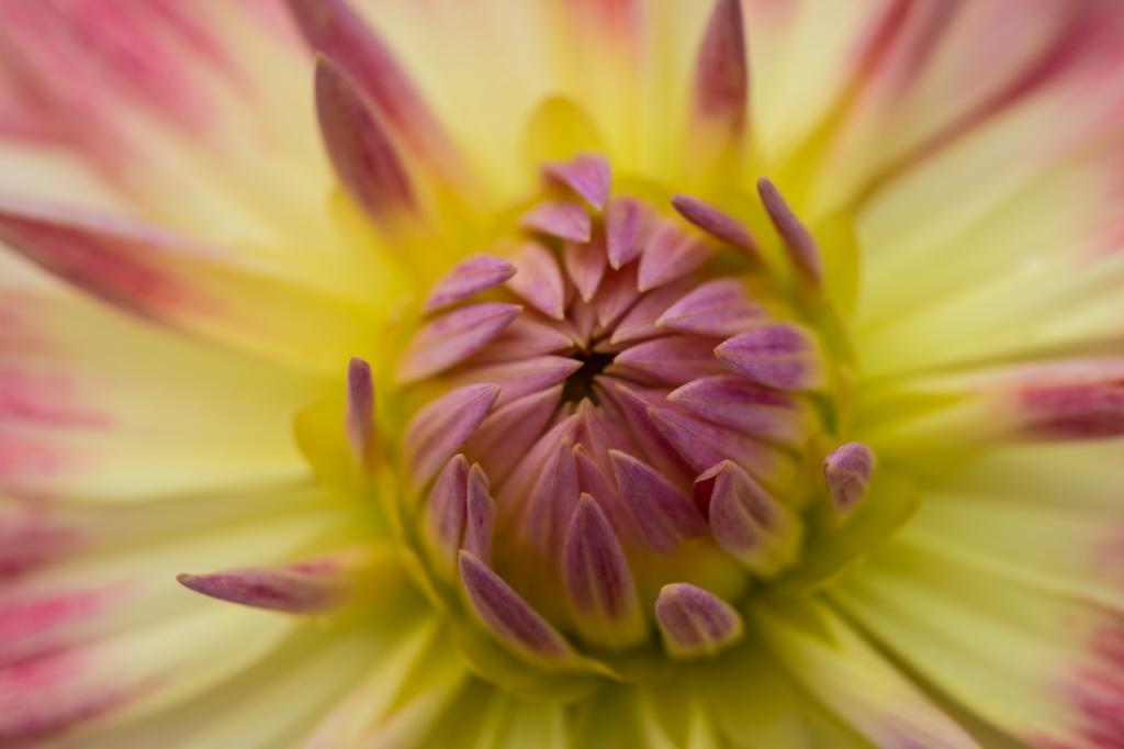 宏观摄影的粉红色和黄色的菊花,大丽花高清壁纸