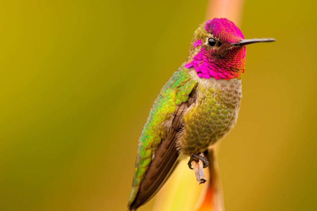 绿色和粉红色的鸟栖息在干特写摄影高清壁纸