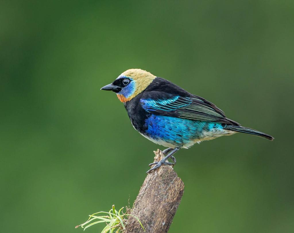 摄影的蓝色,黑色和黄色的短喙鸟,唐纳HD壁纸
