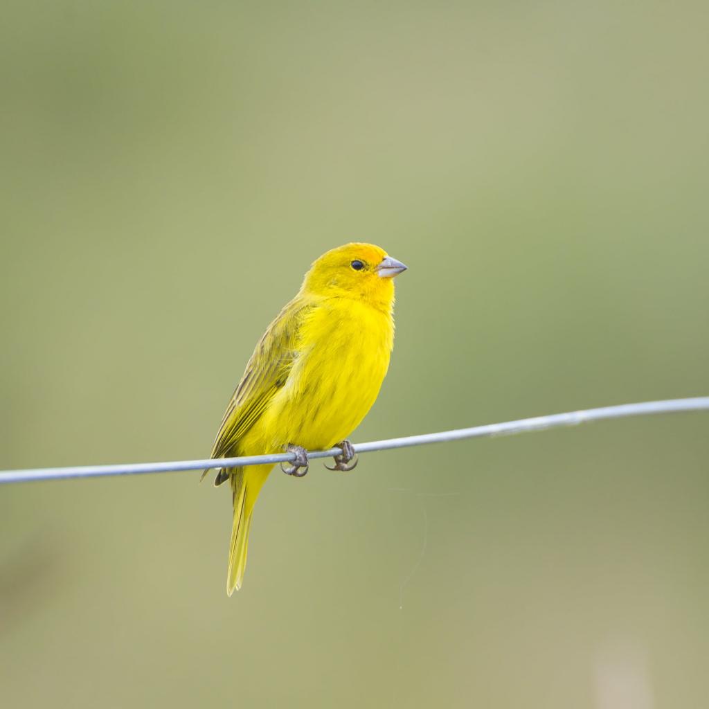 黄色的鸟栖息在电线,藏红花雀高清壁纸的焦点照片