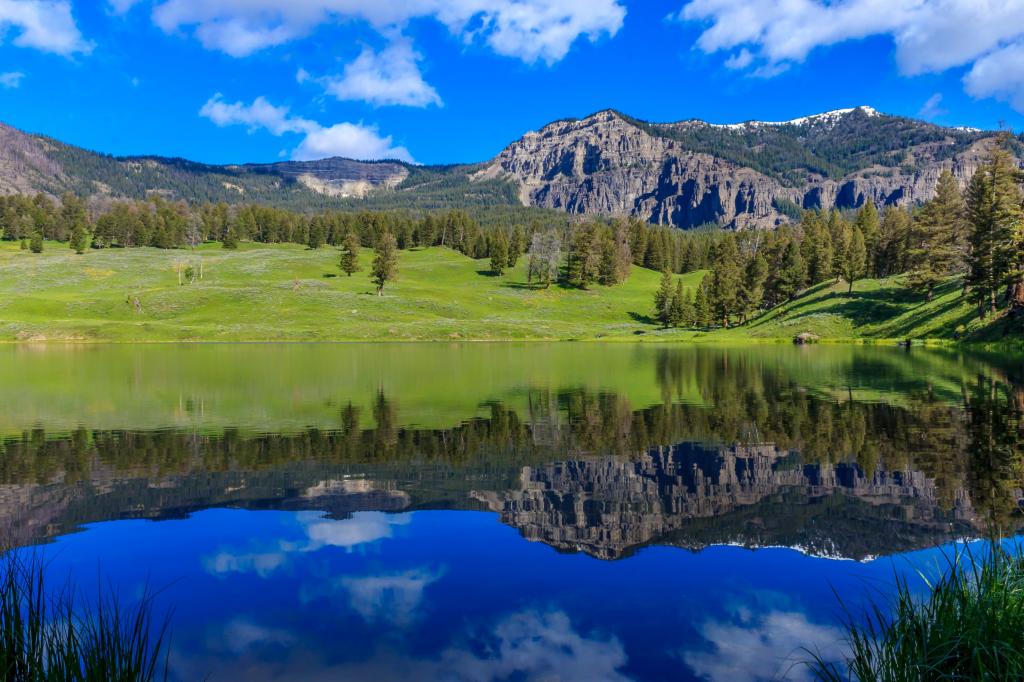 风景摄影的绿草场旁边的水体,鳟鱼湖,黄石国家公园,美国高清壁纸