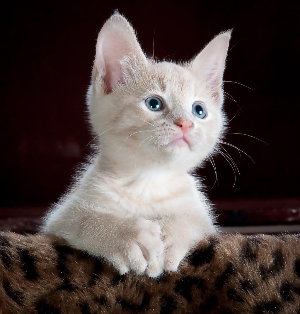 奶油小猫靠在豹皮纺织高清壁纸