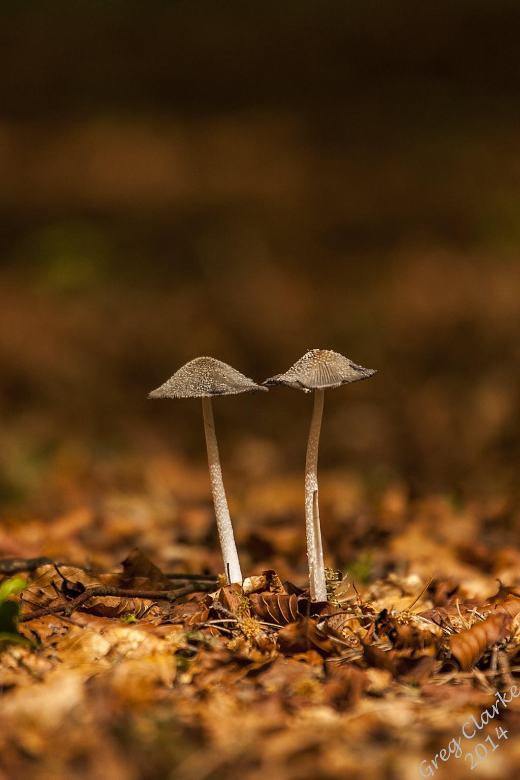 两个灰色蘑菇高清壁纸的焦点照片
