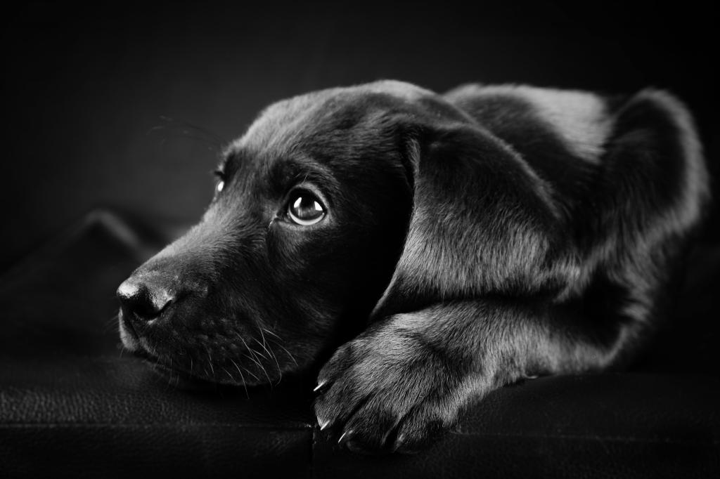 狗,黑色,白色,照片,拉布拉多,黑色