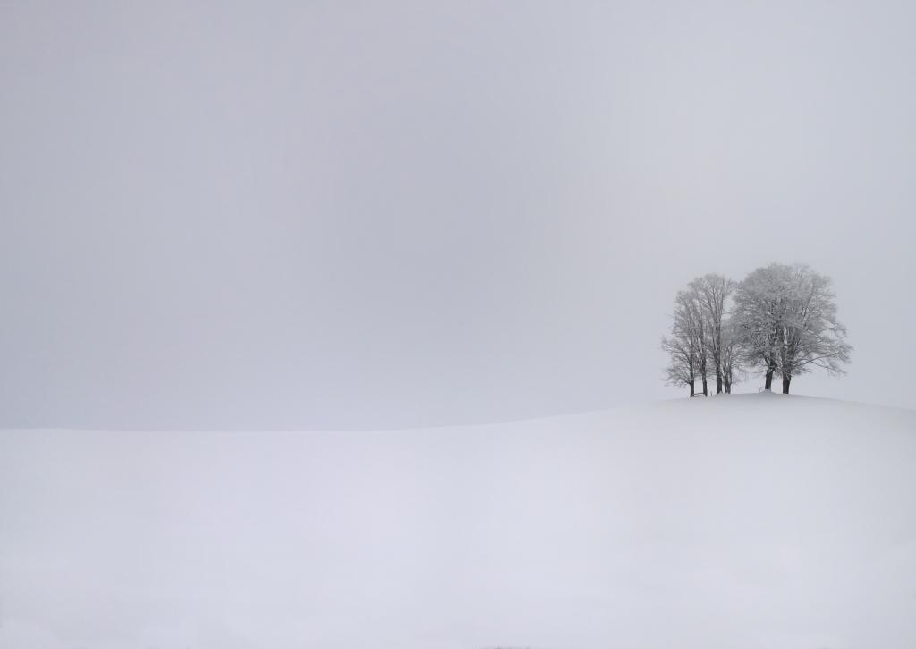 Wallpaper雪,雪,冬天,风暴,树,风暴,冷,冷,树,冬天