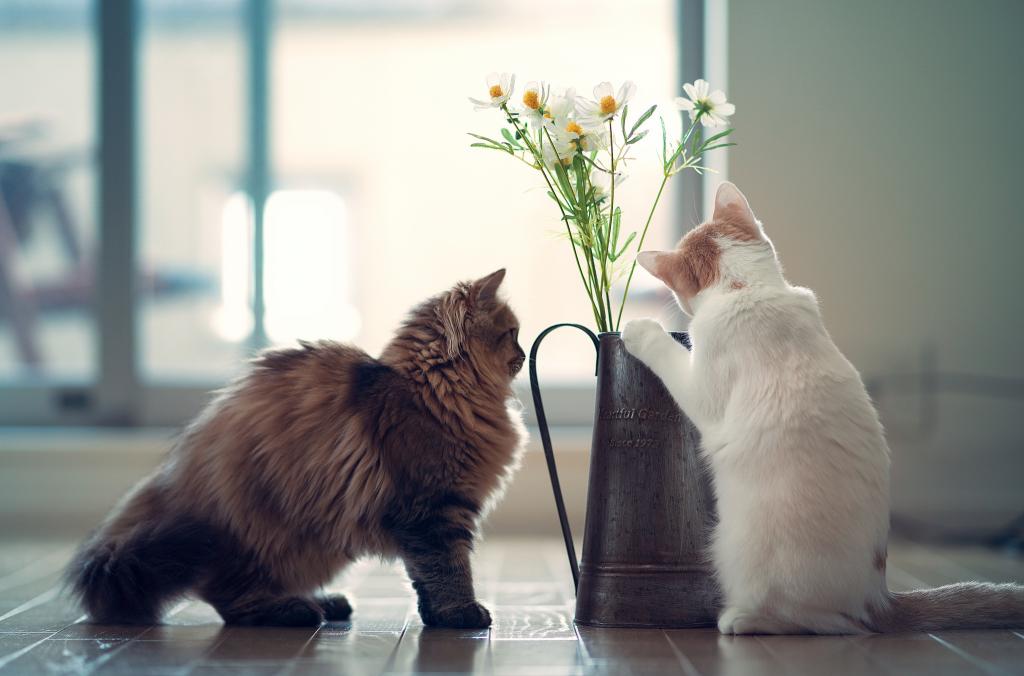 花,Hannah,小猫,雏菊,©Benjamin Torode