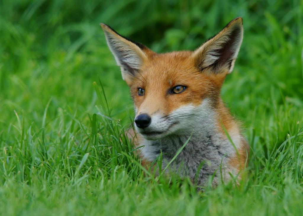棕色和白色的狐狸,在绿色的草地上,幼崽高清壁纸