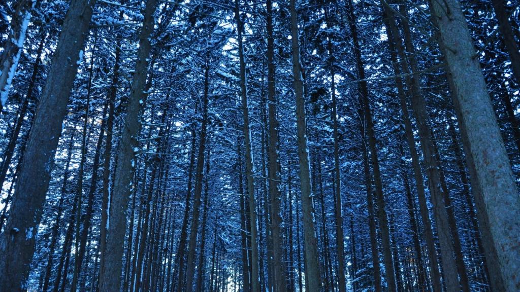 壁纸树,树干,雪,森林,冬天