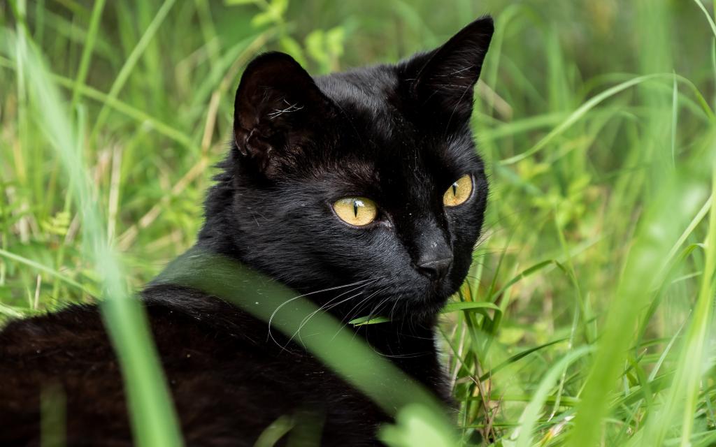 在白天高清壁纸的绿草上的黑猫