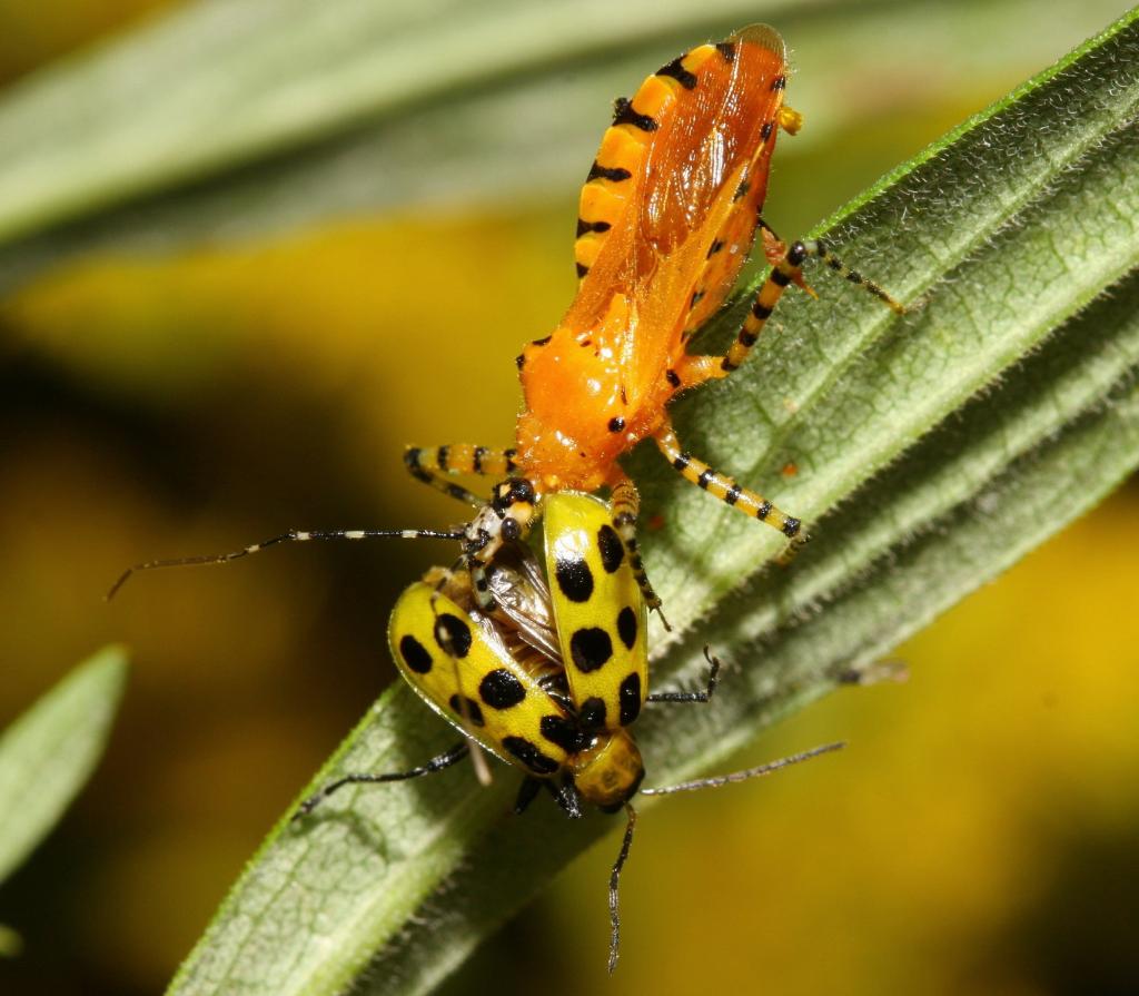 10发现的科罗拉多甲虫和刺客臭虫宏观射击摄影在绿色植物在白天,黄瓜HD墙纸