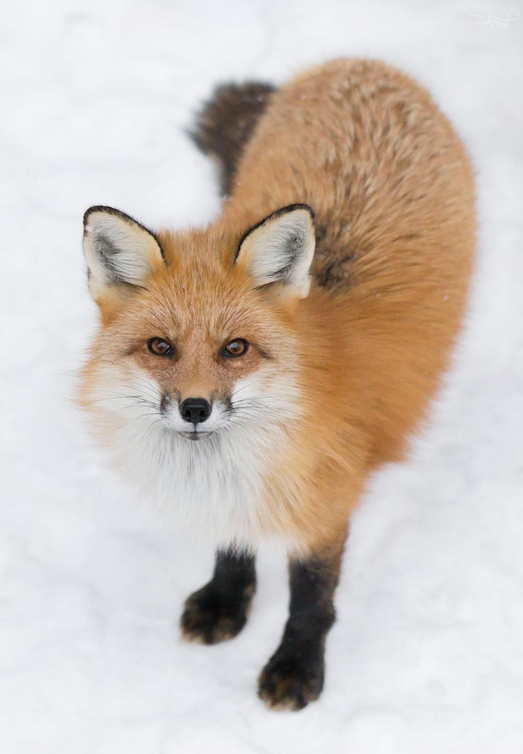 棕色的狐狸在白色的雪,红狐狸高清壁纸