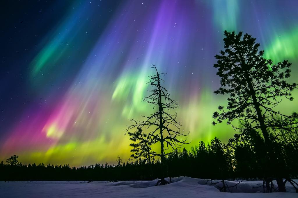 雪,冬天,北极光,树木,夜晚,森林,芬兰,天空,星星,剪影