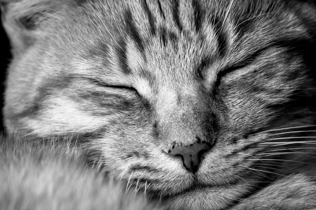 灰色睡觉猫高清壁纸