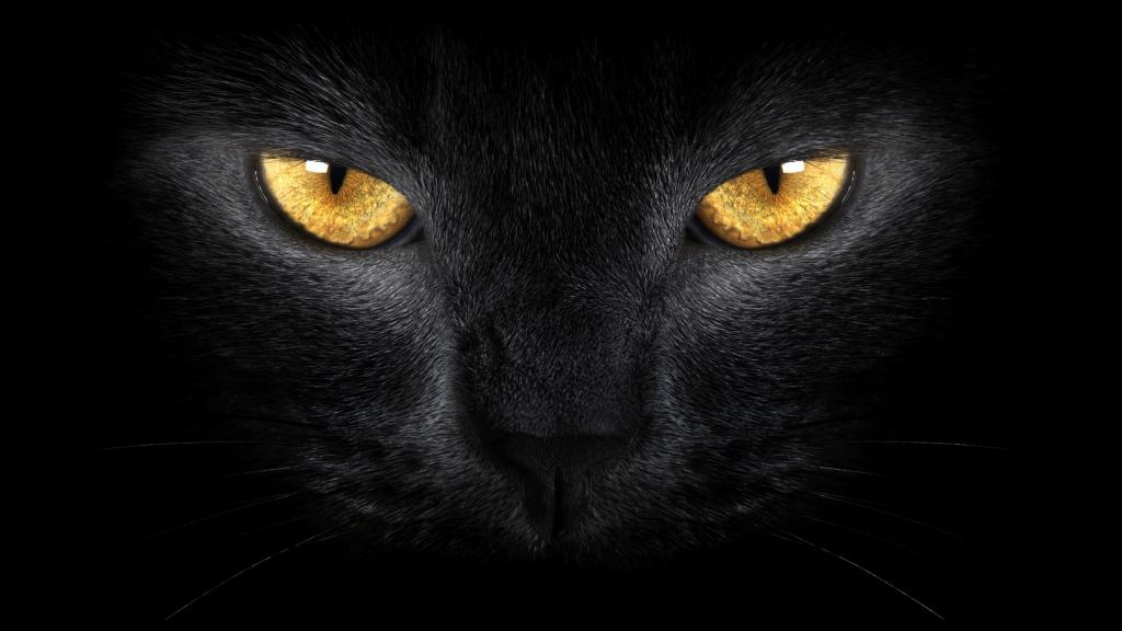 黑猫的金色瞳孔