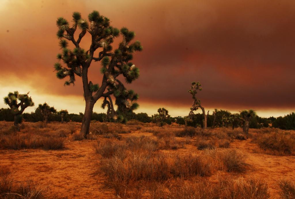 树和棕色的草地,棕色的云,莫哈韦沙漠高清壁纸的风景摄影